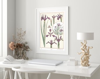 Art Nouveau Iris Botanical Print, Maurice Pillard Verneuil, Gardener Gift
