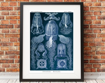 Jellyfish Art Print, Jellyfish Wall Art, Poster, Ernst Haeckel Art Forms in Nature, Art Nouveau Print, Sea Life Art, Classroom Decor