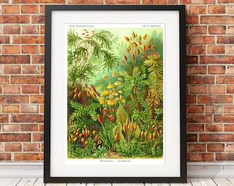 Ernst Haeckel Botanical Print: Flowers and Mosses, Art Forms in Nature