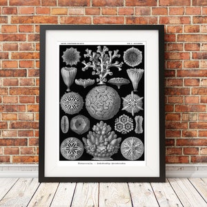 Ernst Haeckel Coral Print, Brain Coral, Natural History Poster, Nautical Print Coastal Home Decor, Gift for Marine Biologist, Monochrome Art