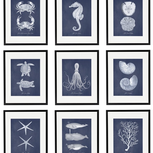 Vintage Sea Life Illustrations Nautical Print Set of 9 Navy - Etsy