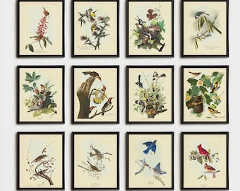 Audubon Birds Art Print Set, Botanical Natural History Decor