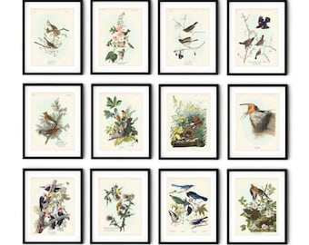 Audubon Backyard Birds Art Print Set: Vintage Bird and Botanical Wall Decor