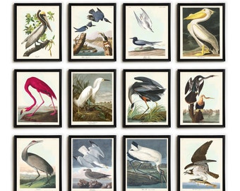 Shore Bird Print Set of 12, Audubon Birds of America, Coastal Home Prints, Beach Birds, Gift for Bird Lover, 300 gsm fine art paper