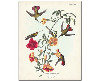 Vintage Hummingbird Print, Bird and Botanical Illustration, Audubon Print, Mango Hummingbird and Crossvine Flowers Audubon Birds of America