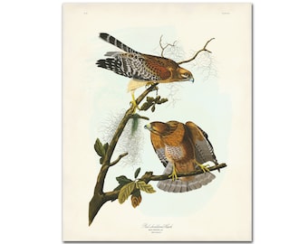 Vintage Bird Print, Red-shouldered Hawk, Audubon Bird Print, Natural History Bird Poster, Hawk Print, Audubon Birds of America Botanical Art