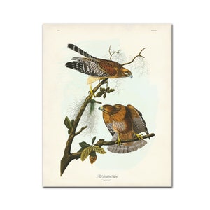 Vintage Bird Print, Red-shouldered Hawk, Audubon Bird Print, Natural History Bird Poster, Hawk Print, Audubon Birds of America Botanical Art