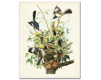 Northern Mockingbird Print, Audubon Birds of America, Vintage Bird Print, Mockingbird Illustration, Traditional Home Decor