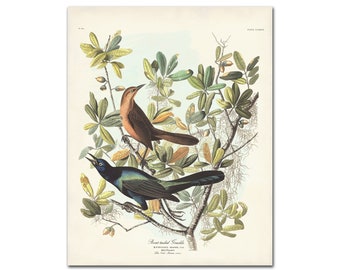Boat-tailed Grackle Bird Print, Gulf Coast Bird Print, Audubon Birds of America, Blackbird Poster, Gift for Bird Lover, Southeastern Bird