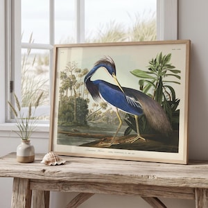 Louisiana Heron Print, Audubon Birds of America Poster, Shore House Art, Sea & Wading Bird, Giclée Fine Art Coastal Wall Decor