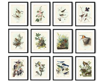 Pacific Northwest Birds Art Print Set of 12, Botanical Wall Art, Audubon Birds of America, Gift for Mom