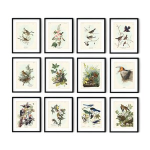 Pacific Northwest Birds Art Print Set of 12, Botanical Wall Art, Audubon Birds of America, Gift for Mom