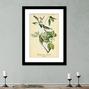 Warbling Vireo Art Print: Audubon Bird & Magnolia Botanical Illustration