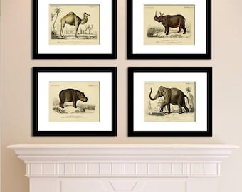 Savanna Animal Art Prints, Set of 4, Vintage Natural History