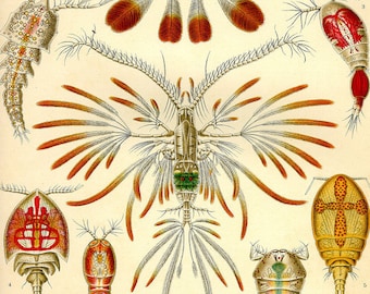 Ernst Haeckel Copepoda Print, Vintage Marine Life Scientific Illustration
