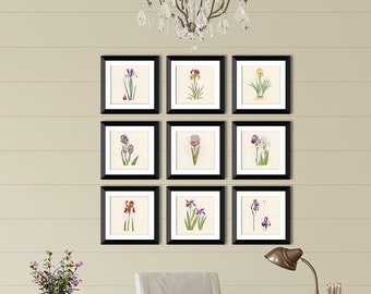 Mother's Day Gift, Iris Print set of 9, Spring and Summer Flowers, Vintage Botanical Watercolors, Floral Wall Art, Flower Prints