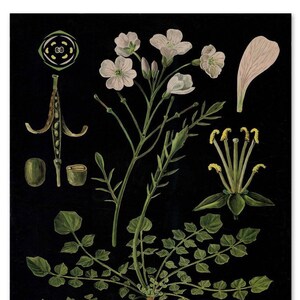 Tableau éducatif vintage, cadeau pour jardinier, illustration botanique, art mural floral, fleurs aux couleurs vives sur impression fleur de coucou noir image 1