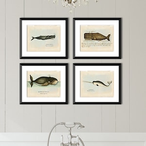 Láminas artísticas vintage de ballenas, ilustraciones de vida marina, decoración infantil y costera.