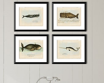 Vintage Whale Fine Art Print Set, Sea Life Illustrations, Nursery and Coastal Home Decor
