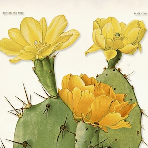 Cactus with Yellow Flowers Botanical Print, Cactus Print, Yellow Cactus Blossom, Botanical Illustration, Desert Art, Desert Home Decor