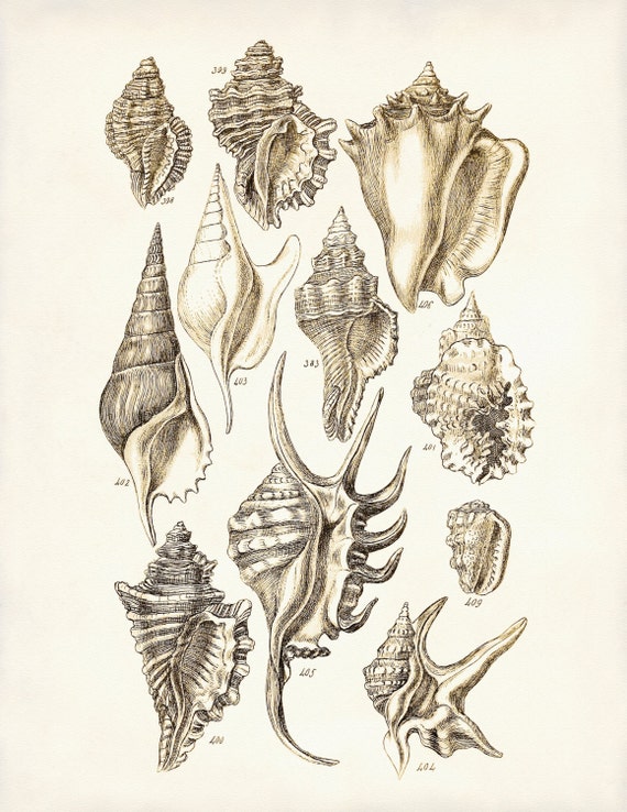 Blue Watercolour Illustration Artists Print A5 Coastal Wildflowers and Shells Art Print A4 or A3 Beach Seashells Poster