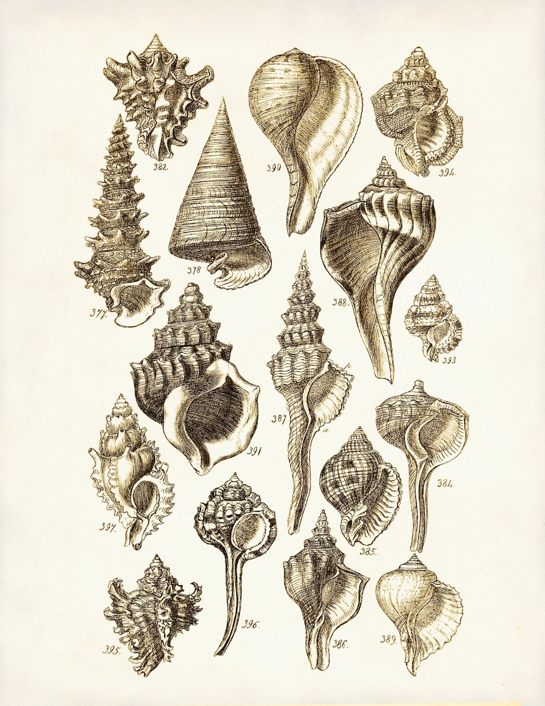 Seashells Poster, Seashells Art Print, George Sowerby Seashell Drawing,  Beach House Decor, Wall Art, Wall Hanging, Coastal Living 