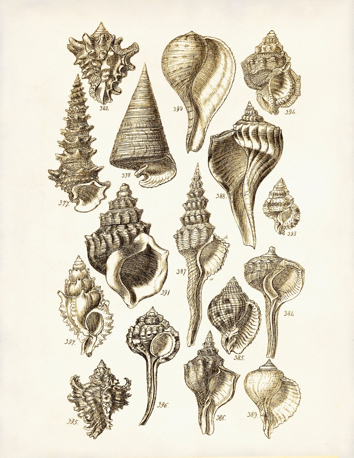 Seashells Poster, Seashells Art Print, George Sowerby Seashell Drawing,  Beach House Decor, Wall Art, Wall Hanging, Coastal Living -  Canada