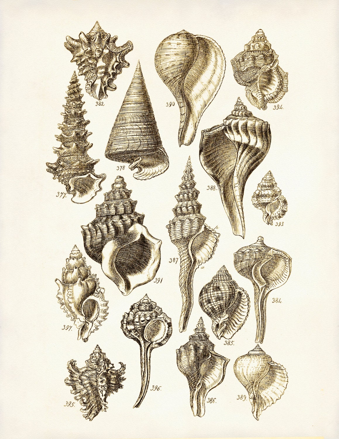 Seashells Poster, Seashells Art Print, George Sowerby