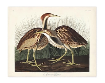 American Bittern Art Print – John James Audubon Birds of America, – Vintage Ornithology Wall Art,