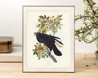 Audubon Raven Print, Vintage Bird Botanical Illustration, Corvid Wall Art