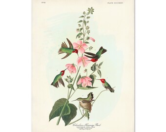 Anna's Hummingbird Print from Audubon Birds of America, Vintage Bird Wall Art, Bird & Botanical Illustration, Columbian Humming bird Poster