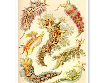 Impression d'art limaces de mer, illustration scientifique d'Ernst Haeckel, art de l'histoire naturelle, cadeau pour biologiste marin