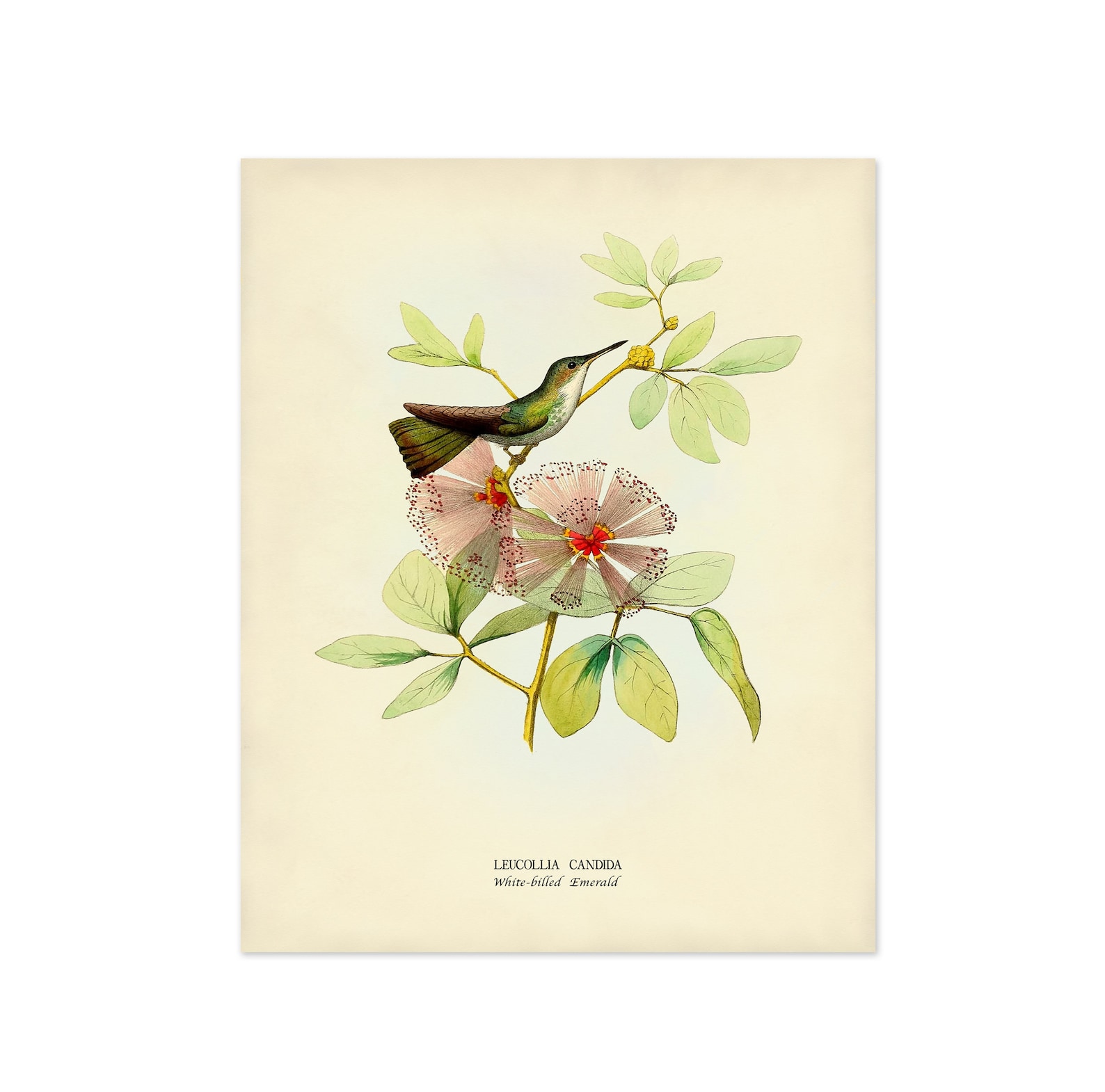 Bird Print Set of 6 Bird and Flower Prints Vintage Etsy