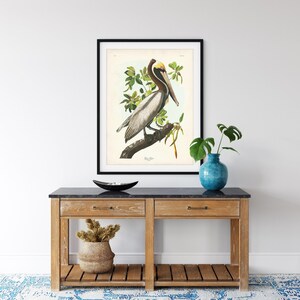A detailed vintage illustration of a Brown Pelican by John James Audubon, perched on a mangrove branch with soft green leaves and pale background. This reproduction captures the elegance and realism of Audubon’s Birds of America series, perfect for coastal or nature-inspired interiors. Shown in home setting.