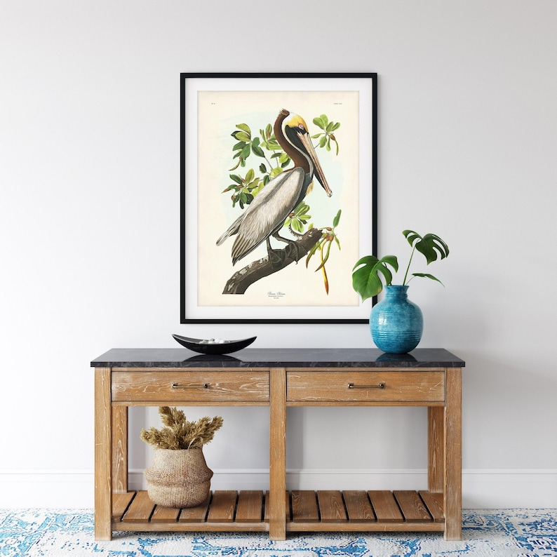 A detailed vintage illustration of a Brown Pelican by John James Audubon, perched on a mangrove branch with soft green leaves and pale background. This reproduction captures the elegance and realism of Audubon’s Birds of America series, perfect for coastal or nature-inspired interiors. Shown in home setting.