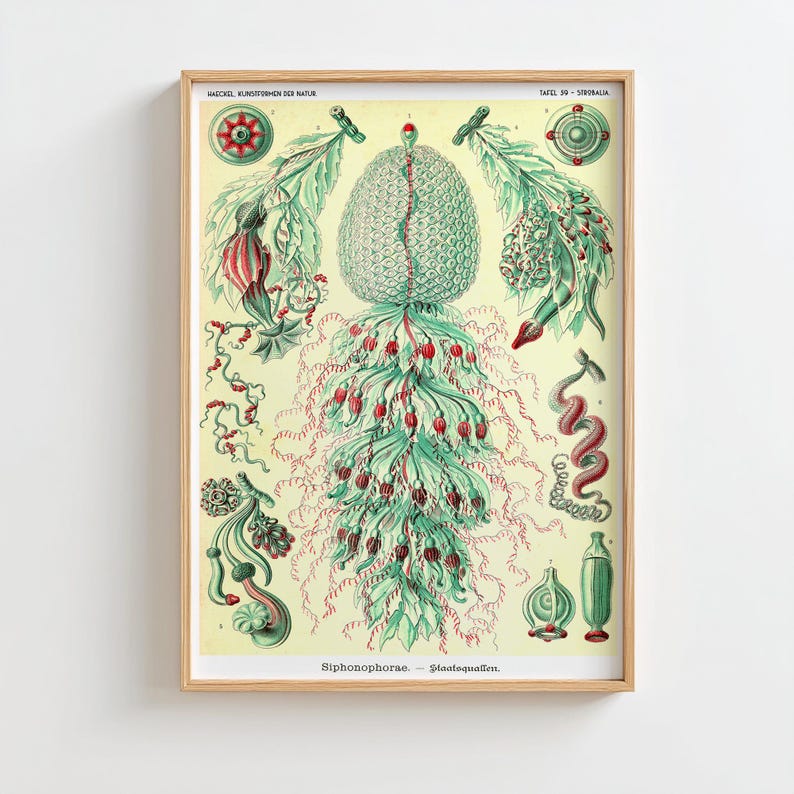 May include: A framed scientific print titled Haeckel, Kunstformen der Natur, Tafel 50 - Siphonophorae. The illustration features detailed green and red biological drawings of Siphonophorae organisms, including a central large structure and various smaller anatomical cross-sections and tentacles on a pale yellow background.