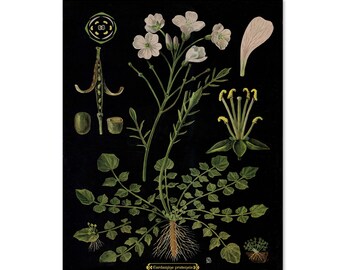 Botanical Print, Botanical Chart, Poster, Floral Wall Art, Bright Flowers on Vintage Black, Cuckoo Flowers Illustration