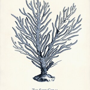 Navy Blue Sea Life Art Print Set: Coastal Home Decor, Nautical Gift image 4