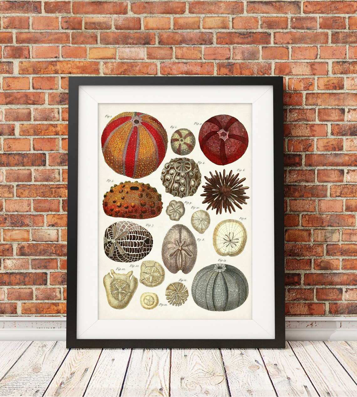 Sea Urchins Art Print Vintage Sea Urchin Illustration Warm Etsy