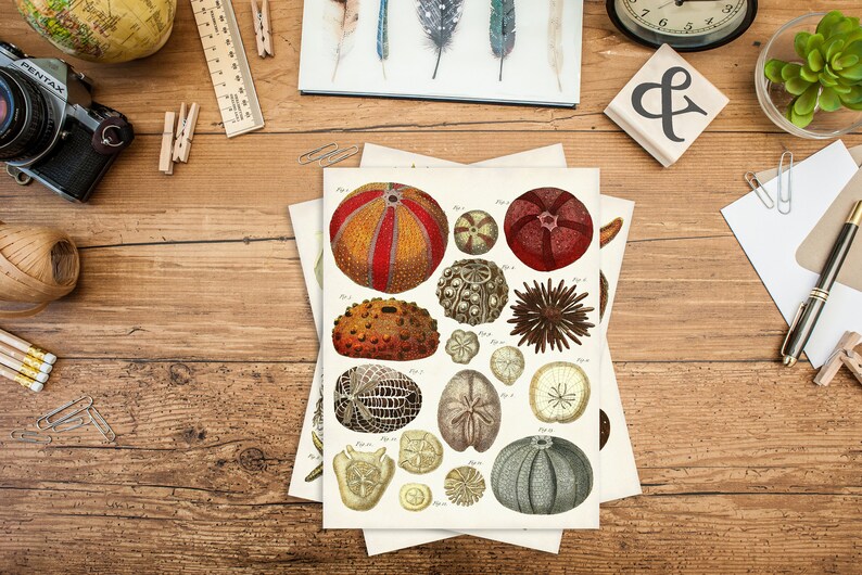 Sea Urchins Art Print Vintage Sea Urchin Illustration Warm Etsy