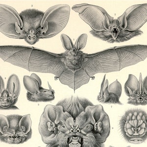 Bats Print, Vampire Bats, Poster, Art Nouveau Ernst Haeckel Print, Science Print, Bats Illustration, Halloween Art