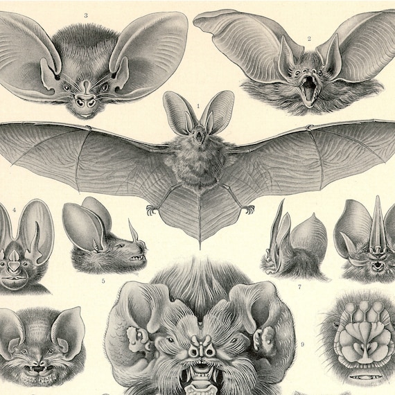 Bats Print Vampire Bats Poster Art Nouveau Ernst Haeckel Etsy