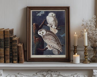 Audubon Snowy Owl Art Print, Vintage Bird Illustration
