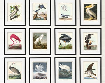 Seabirds Print Set of 12,  Audubon's Birds of America, Coastal Bird Art, Nature Lover Gift, Shore House Decor