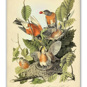 Audubon Bird Print Set, Audubon Birds of America, Bird and Botanical ...
