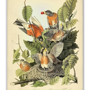 Audubon Bird Print Set, Audubon Birds of America, Bird and Botanical Posters, Cardinal, Blue Jay, Robin, Oriole Illustrations, Bird Art image 3