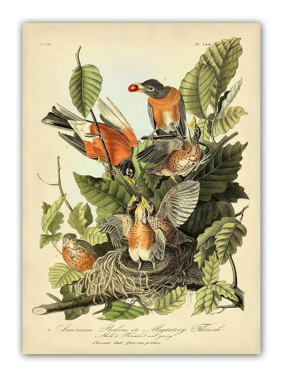 Audubon Bird Print Set Audubon Birds of and -