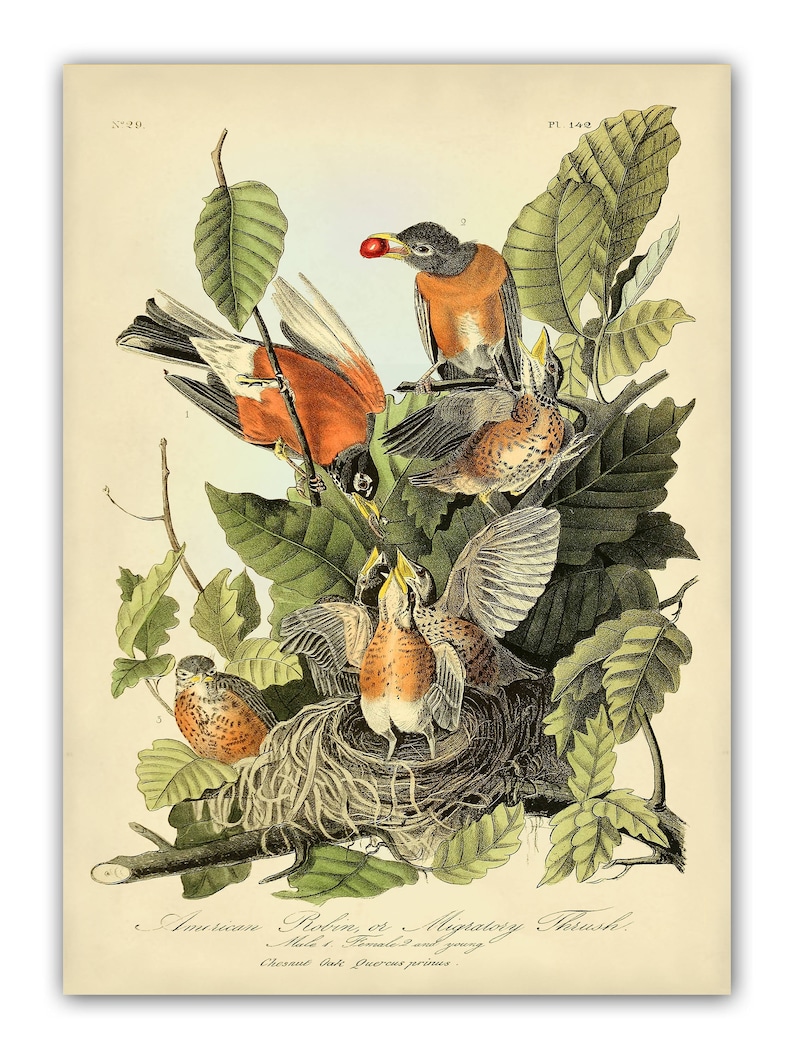 Audubon Bird Print Set, Audubon Birds of America, Bird and Botanical Posters, Cardinal, Blue Jay, Robin, Oriole Illustrations, Bird Art image 3
