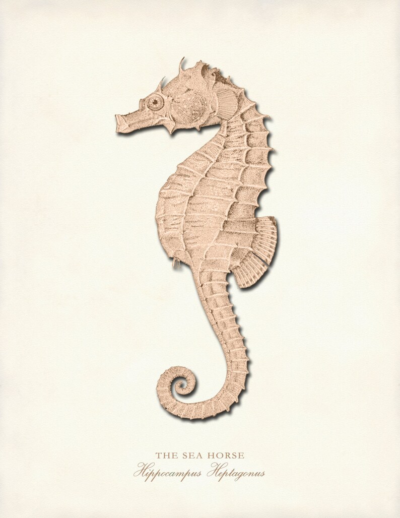 Nautical Print Set of 4 Coastal Wall Art Coastal Decor Etsy