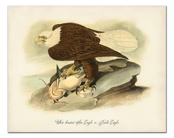 Bald Eagle Art Print, White-headed Sea Eagle Illustration, Vintage Bird Art, Audubon Birds, Natural History, John James Audubon